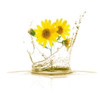 Λάδι Άρνικα